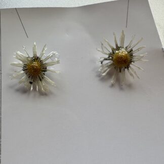 Real Daisy Resin Stud Earrings