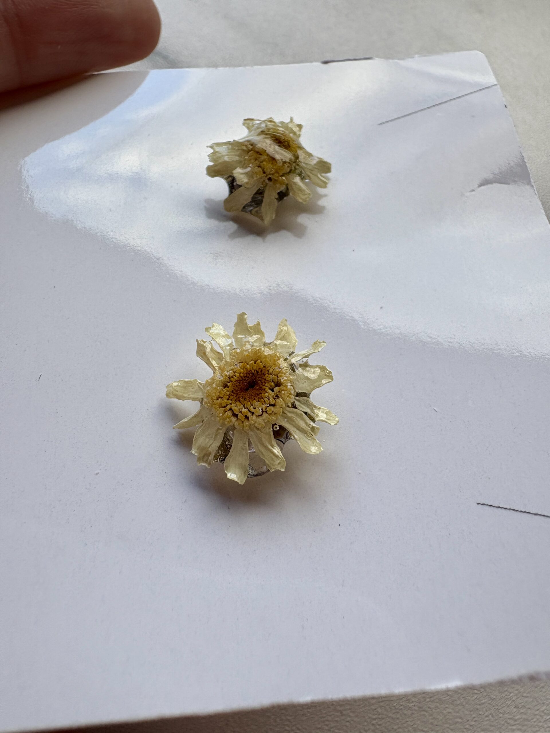 Real Small Daisy Resin Stud Earrings - Image 2